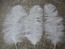 Cute Ostrich Feathers Image eClassifieds4u 2