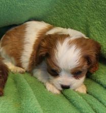Adorable Cavalier King Charles Spaniel puppy ready to go to new home