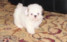 Attractive Female Shih Tzu Puppy