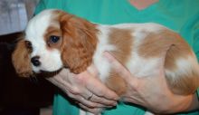 Cavalier King Charles Spaniel Puppies for Adoption