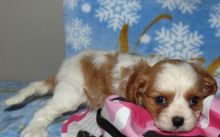 Cavalier King Charles Spaniel Puppy