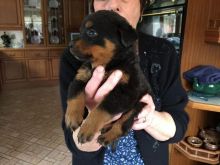 Cute Rottweiler puppies available (218) 303-5958