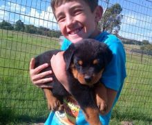 Healthy Rottweiler puppies all ready now for your home (218) 303-5958