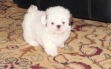 I have Male And Female shih tzu puppies that i am giving them out for adoption