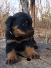 Outstanding rottweiler puppy for new home leave ur email at 916 932-9270