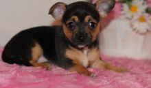 Text Us At 916 932-9270 registered male and female Chihuahua puppies for adoption