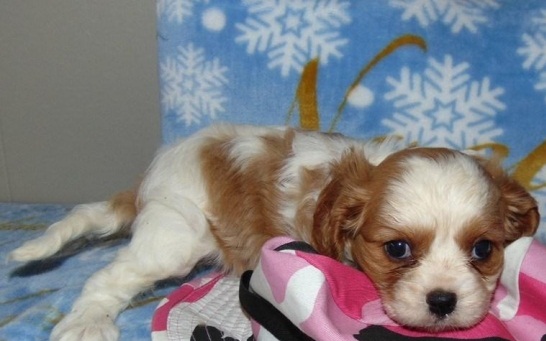 Cavalier King Charles Spaniel Puppy Image eClassifieds4u