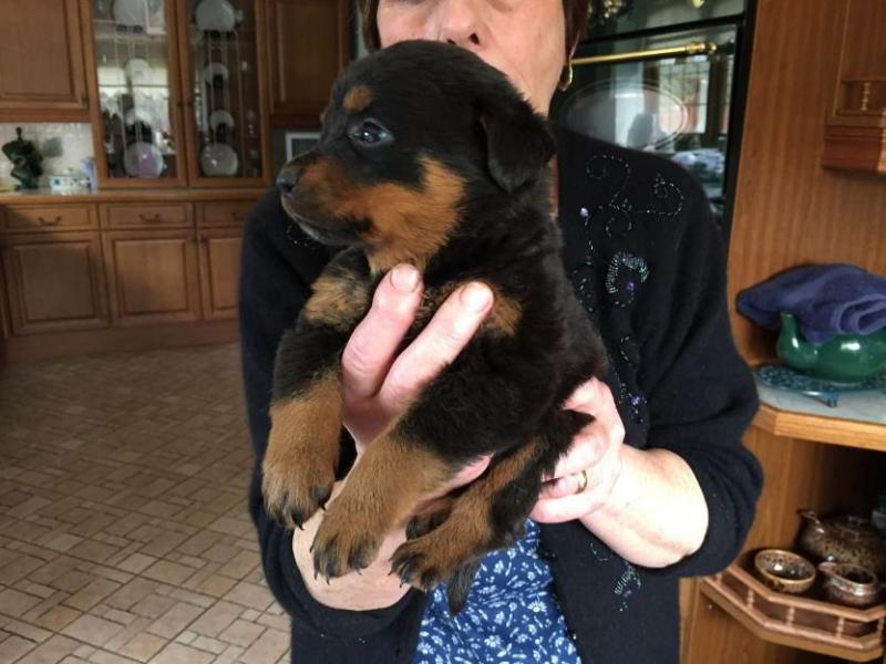Friendly Rottweiler puppies 1 male & 2 female available (218) 303-5958 Image eClassifieds4u
