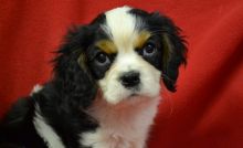 Cavalier King Charles Puppies Image eClassifieds4U