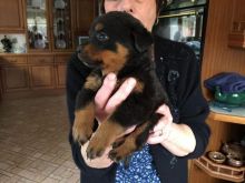 Cute Rottweiler puppies available (218) 303-5958 Image eClassifieds4u 1