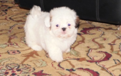 MOST WELCOMING SHIH TZU PUPPIES FOR ADOPTION Image eClassifieds4u