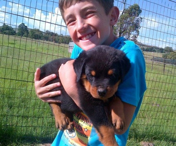 Sweet Rottweiler puppies available (218) 303-5958 Image eClassifieds4u