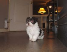 Absolutely Cute Havanese Puppies Available