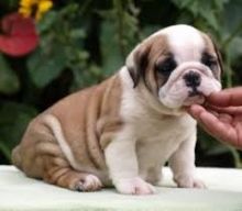 Beautiful English Bulldog Puppies call us via brendasweet.6@gmail.com