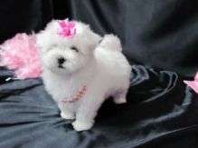 Intelligent Maltese Pups **FREE** Adoption/bren.das.weet.6@gmail.com
