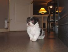 Friendly Havanese puppy for adoption.