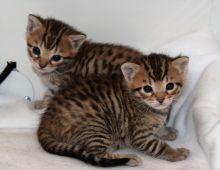 Home raise brown rosetted Bengal Kittens ready