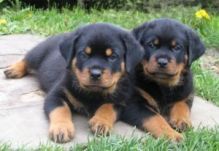 Male and female Rottweiler puppies for pet lovers./b.ren.dasweet.6@gmail.com Image eClassifieds4U
