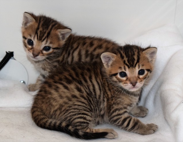 Purebred Bengal Male and female kittens Available Image eClassifieds4u