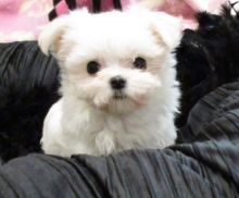 Amazing Micro Teacup Maltese Available