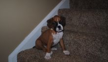 Boxer puppy for adoption