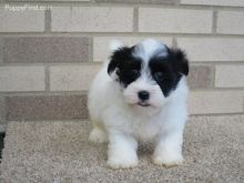Charming White Havanese Puppies Available
