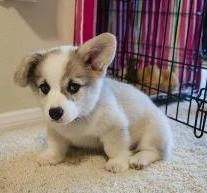 Pembroke Welsh Corgi Puppies TEXT US ONLY AT (765) 734-3061