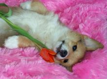 Pembroke Welsh Corgi Puppies TEXT US ONLY AT (765) 734-3061