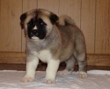 Top quality Home raised Akita puppies For Adoption