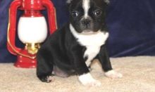 Two Boston Terriers Puppies