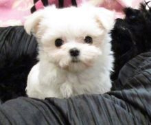 Two Healthy Maltese Puppies Available