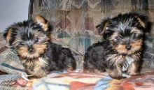 Yorkie puppies