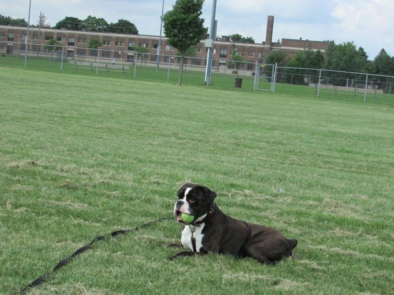boxer pups for sale Image eClassifieds4u
