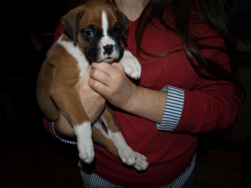 boxer pups for sale Image eClassifieds4u