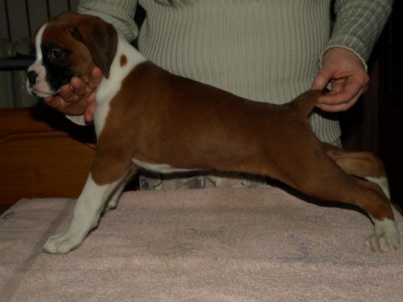 boxer pups for sale Image eClassifieds4u