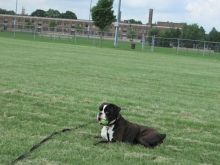 boxer pups for sale Image eClassifieds4u 1