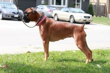 boxer pups for sale Image eClassifieds4u 2