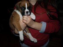 boxer pups for sale Image eClassifieds4u 3