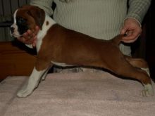 boxer pups for sale Image eClassifieds4u 4