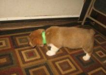 Pembroke Welsh Corgi Puppies TEXT US ONLY AT (765) 734-3061 Image eClassifieds4U