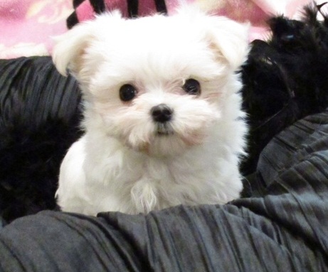 Well Socialized Maltese Puppies Image eClassifieds4u