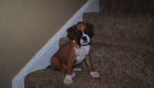 4 adorable male boxer pups 11week old