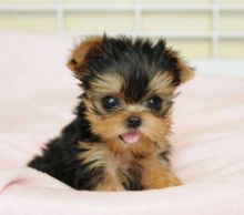 Affectionate Teacup Male and Female Yorkie puppis