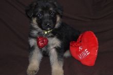 German sheperd puppies for gift moving to lovely homes