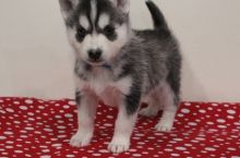 Out Standing Siberian Husky Puppies Available