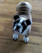 Two English Bulldog Puppies