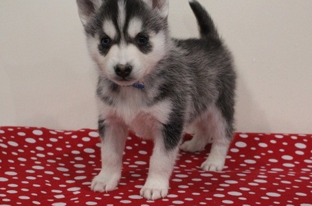 Adorable Siberian Husky Pups For Sale Image eClassifieds4u