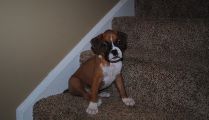 Amazing Boxer puppies ready to go Image eClassifieds4u