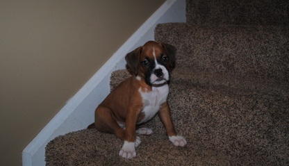 cute and lovely boxer puppies male and female Image eClassifieds4u