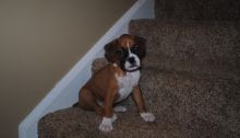 outstanding ckc champ boxer puppies now ready for adoption Image eClassifieds4u 2